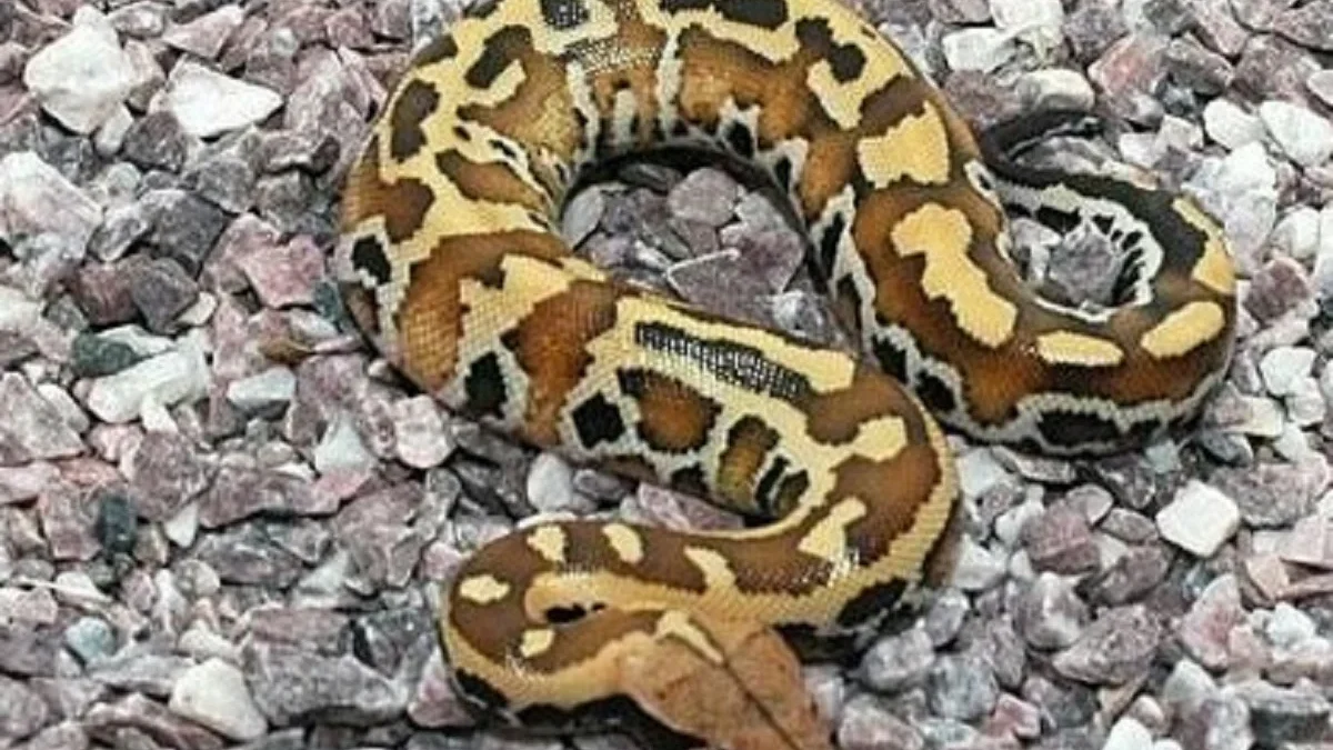 Beda Dari yang Lain 5 Fakta Menarik Tentang Borneo Short Tailed Python, Jenis Ular Python Terpendek 