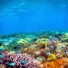 10 Fakta Mencengangkan Laut Indonesia Yang Patut Dijaga dan Dilestarikan